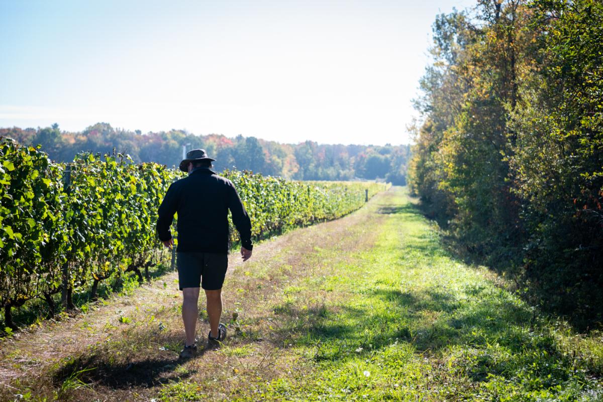 Photo d'un homme marchant le long des vignes