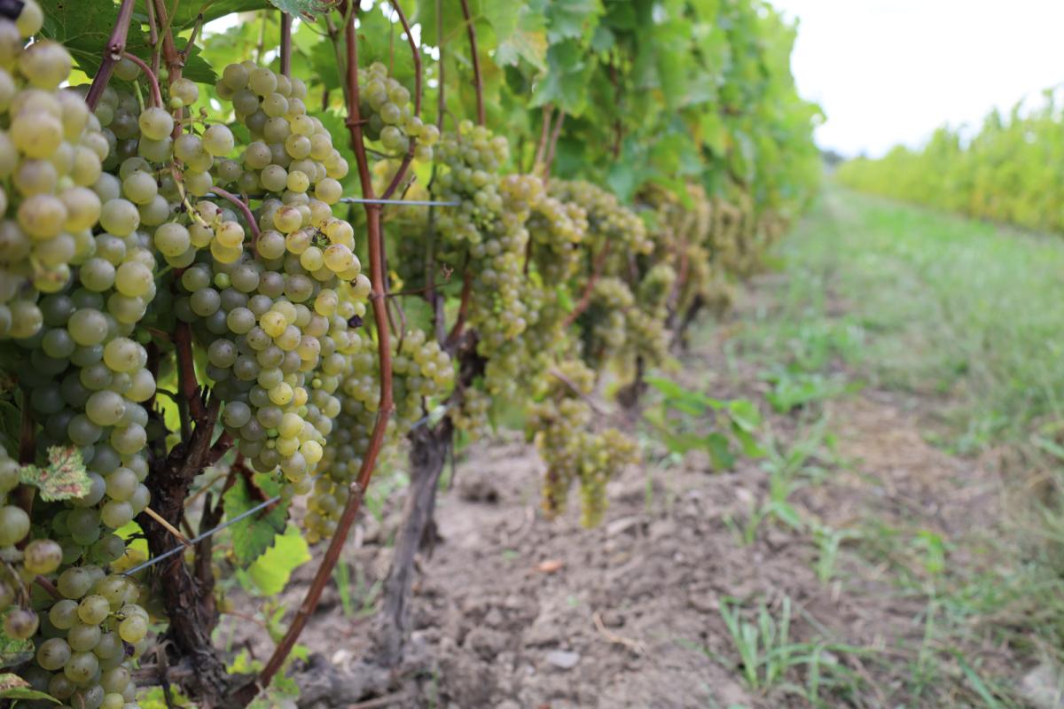 Photo de raisins verts sur une vigne