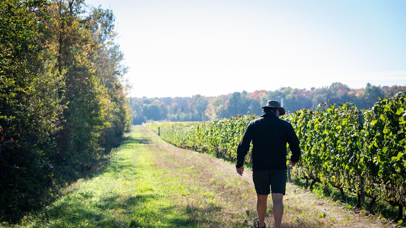 Homme marchant le long des vignes