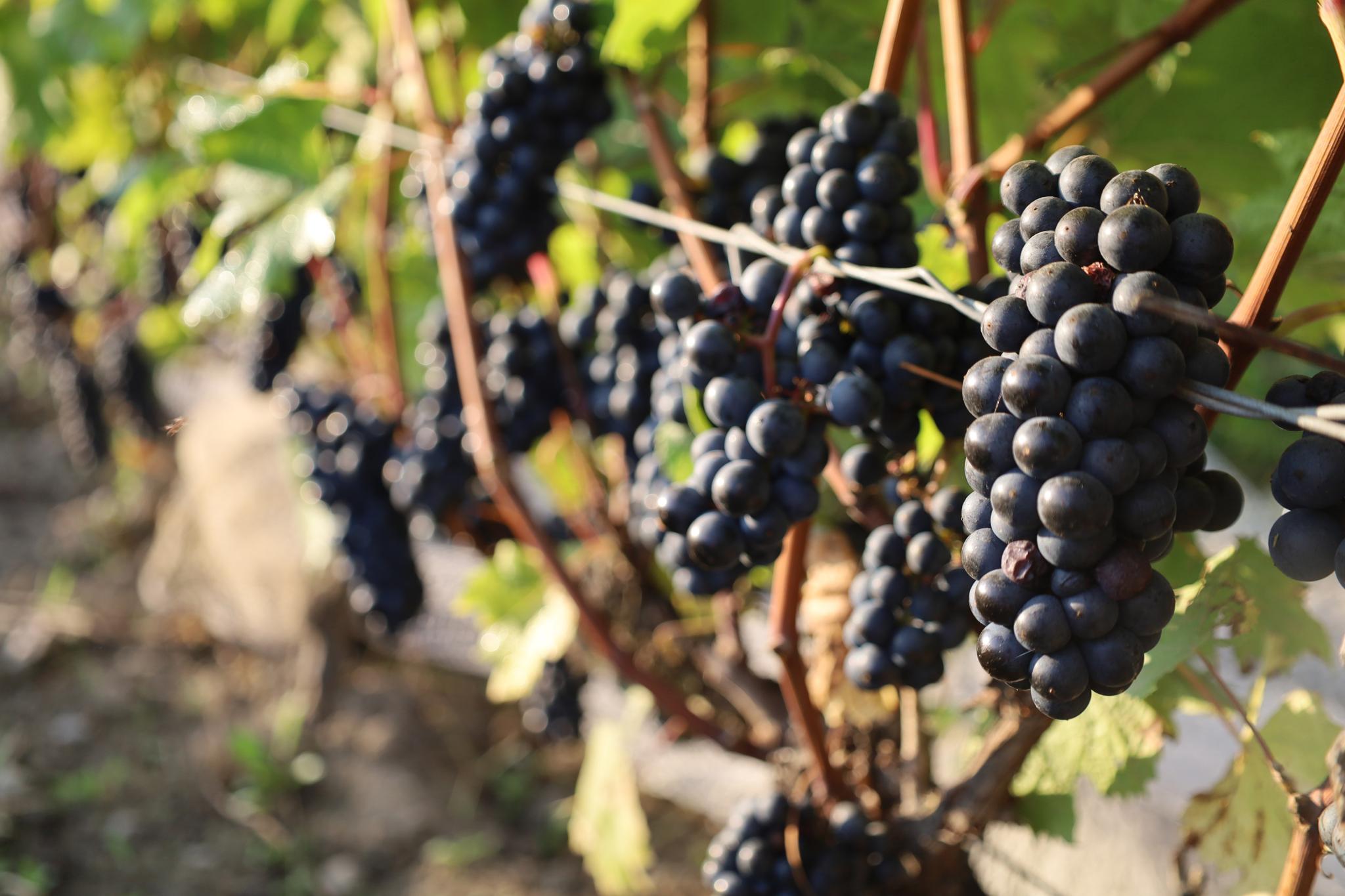 Raisins rouges sur vigne