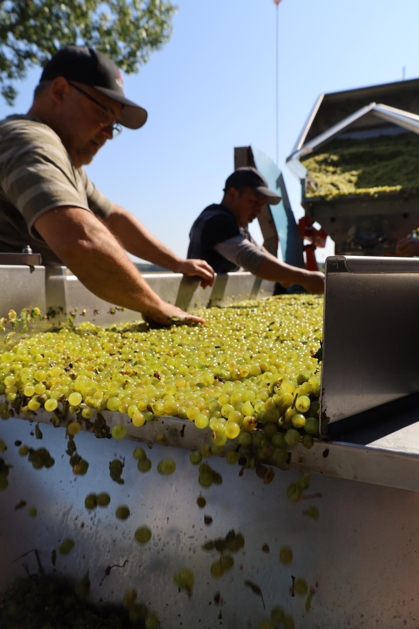 Tris des raisins sur convoyeur