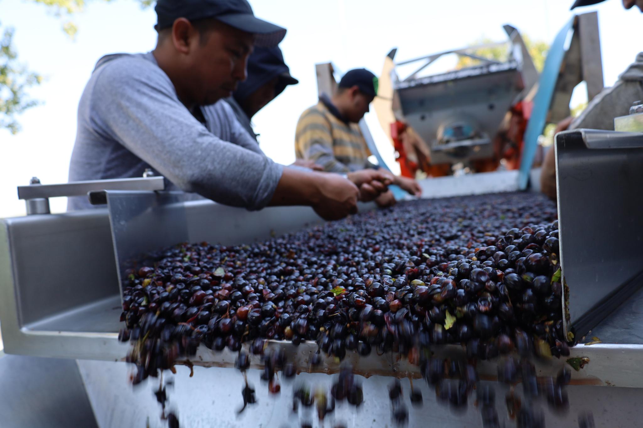 Tri des raisins sur convoyeur