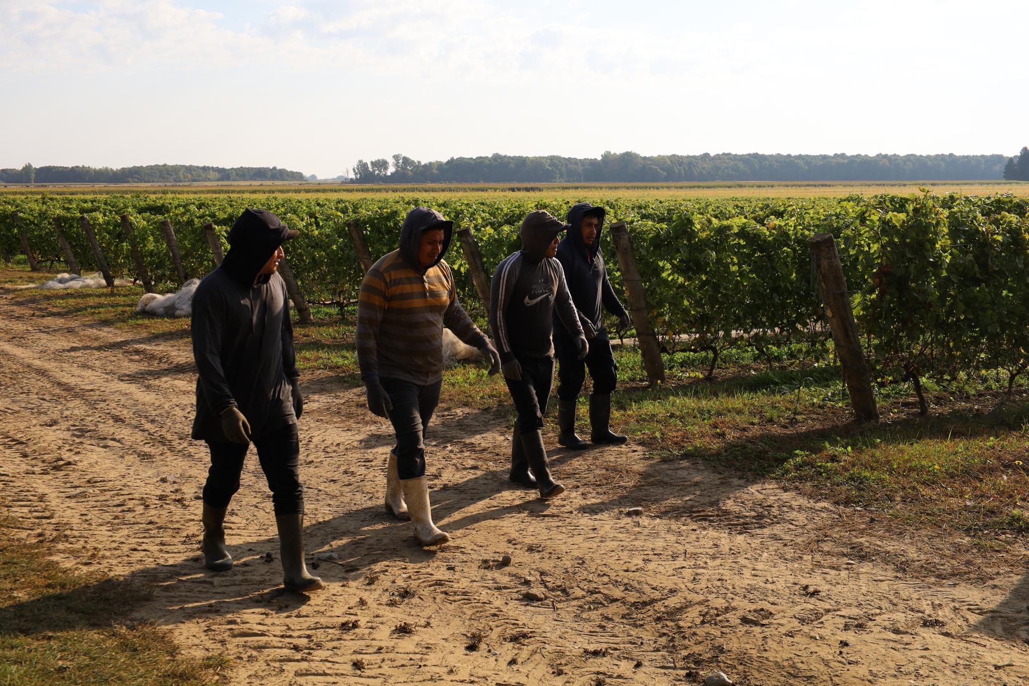 Employés marchant le long des vignes