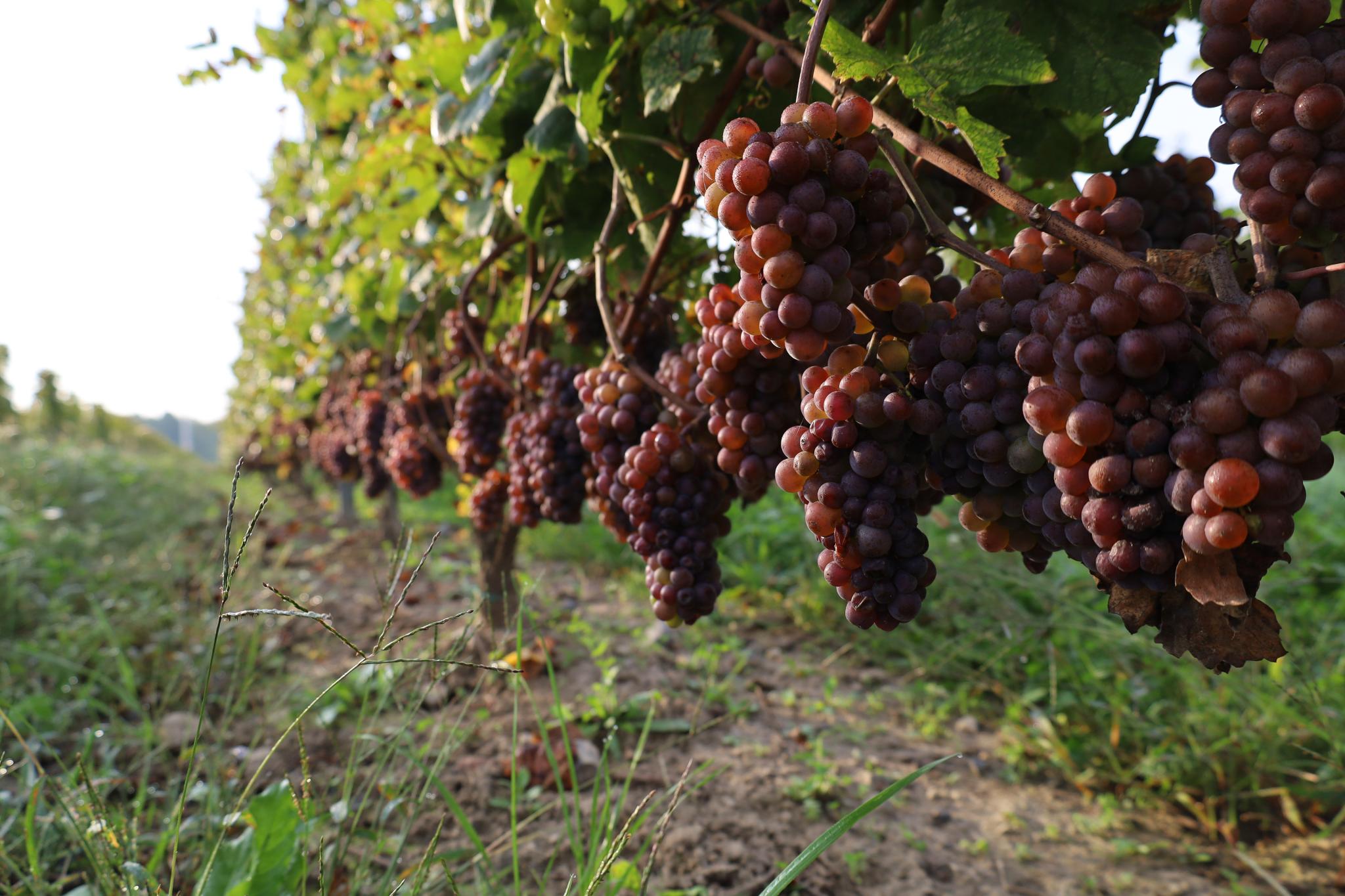 Raisins rouge sur vigne