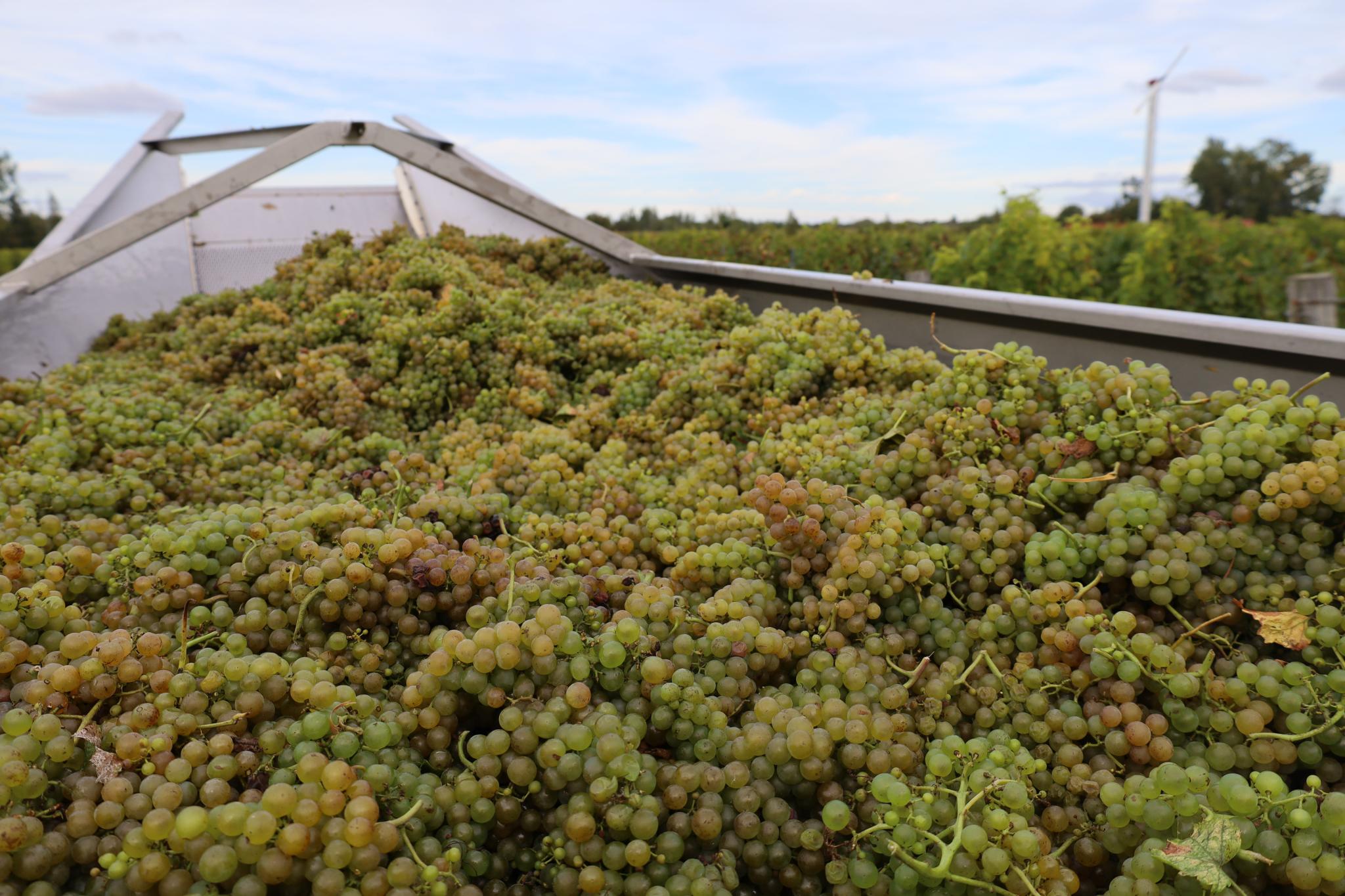Récolte du raisin vert