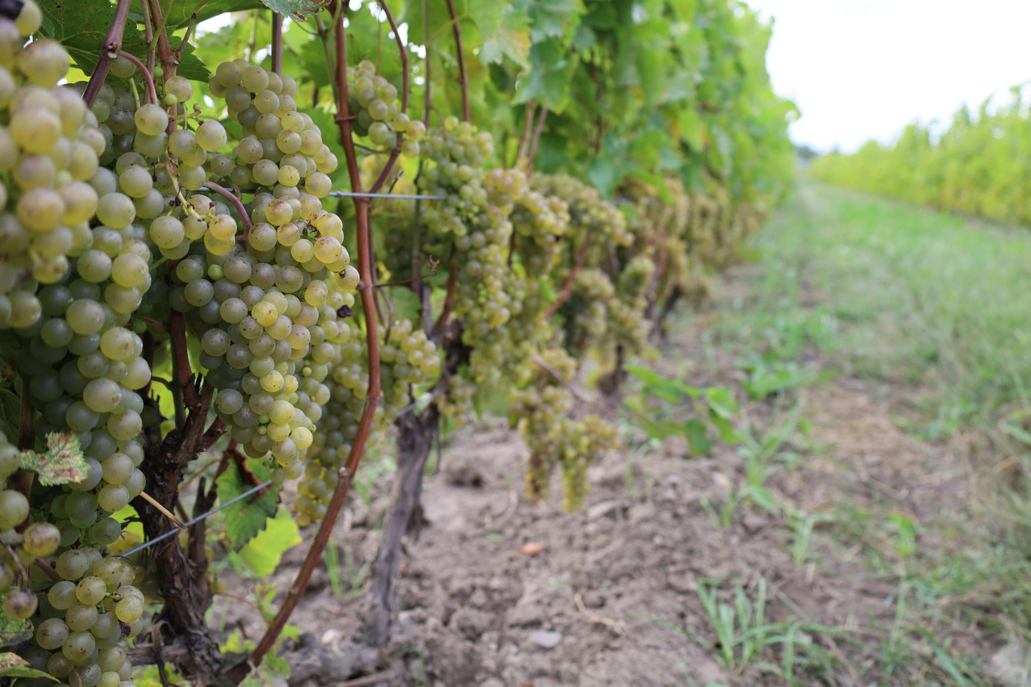 Raisins verts sur vigne