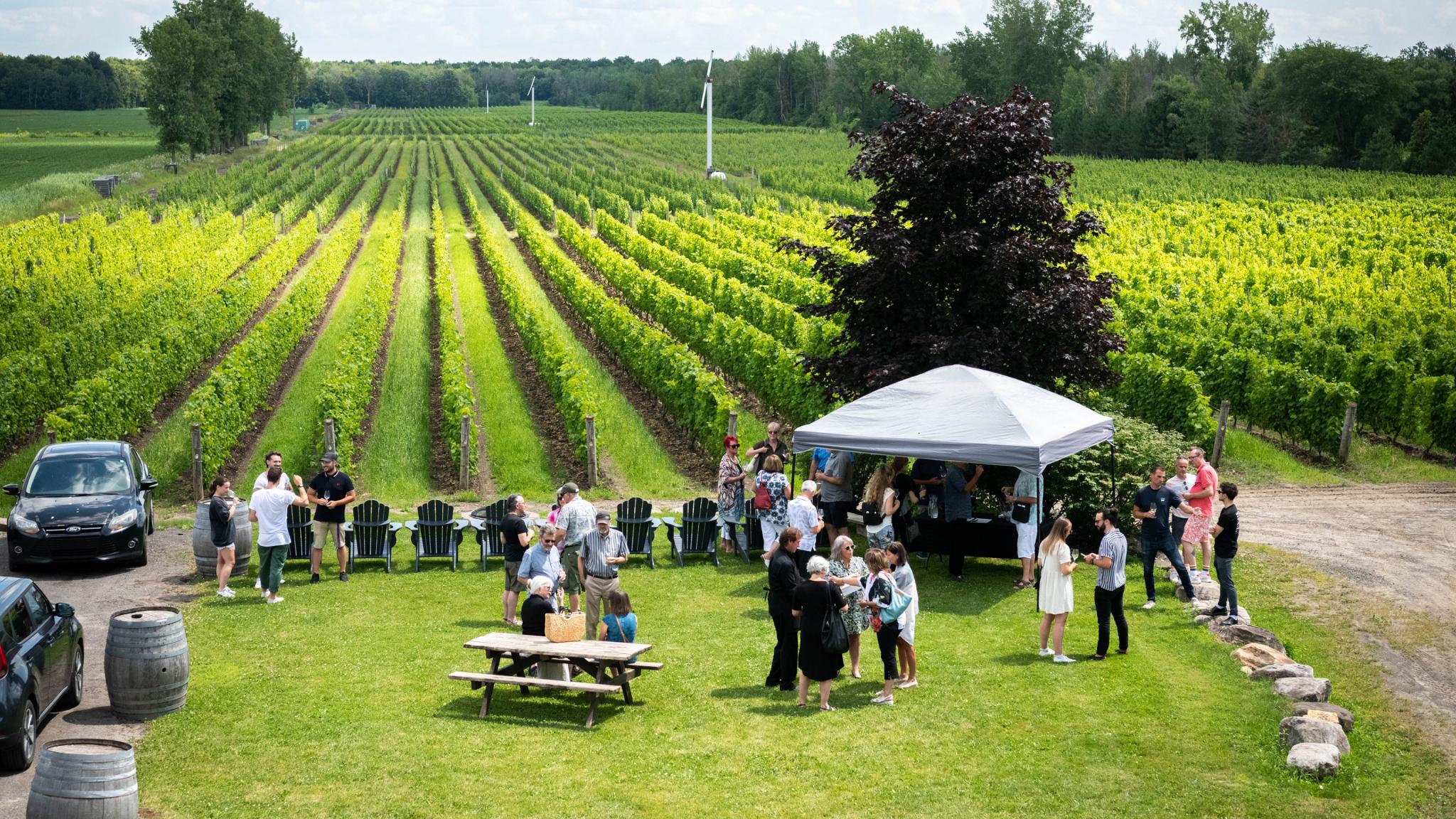 Vue d'ensemble des champs de vignes au vignoble