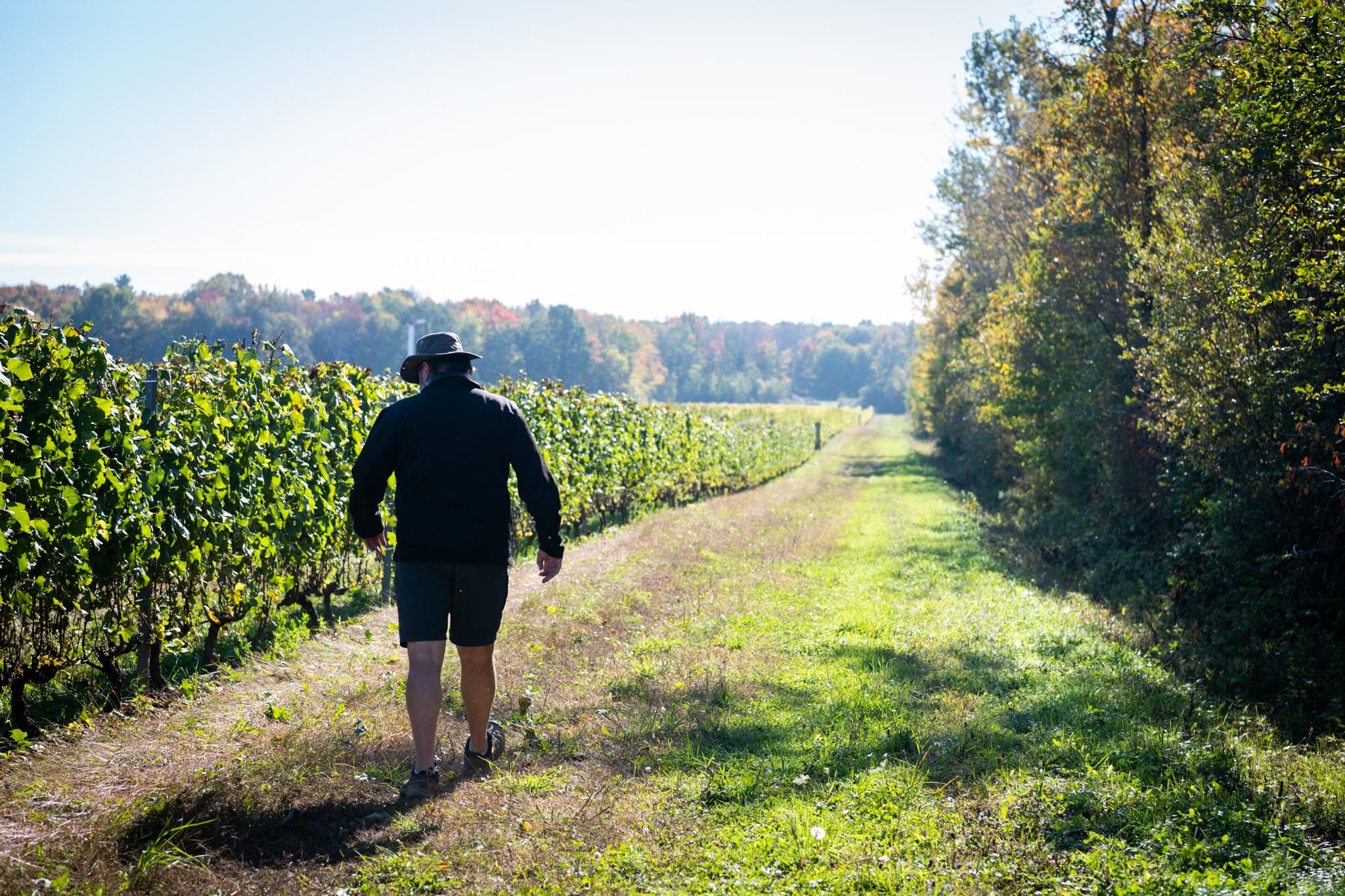 Homme marchant dns les vignes